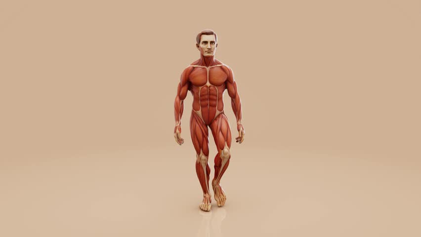 Conceptual animation of a man's anatomy and colon cancer