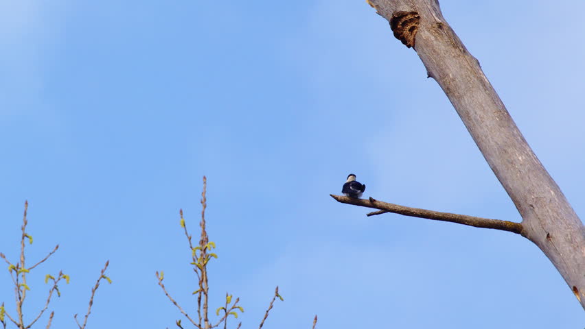 Courtship on the wing—purple martins in breathtaking slow-motion flight.