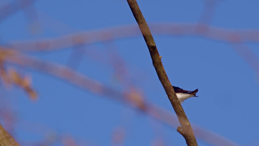 Mesmerizing footage of purple martins in aerial romance, slowed for clarity.