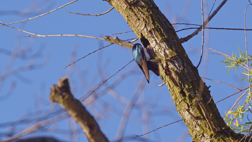 Spring skies come alive with slow motion purple martin mating displays.