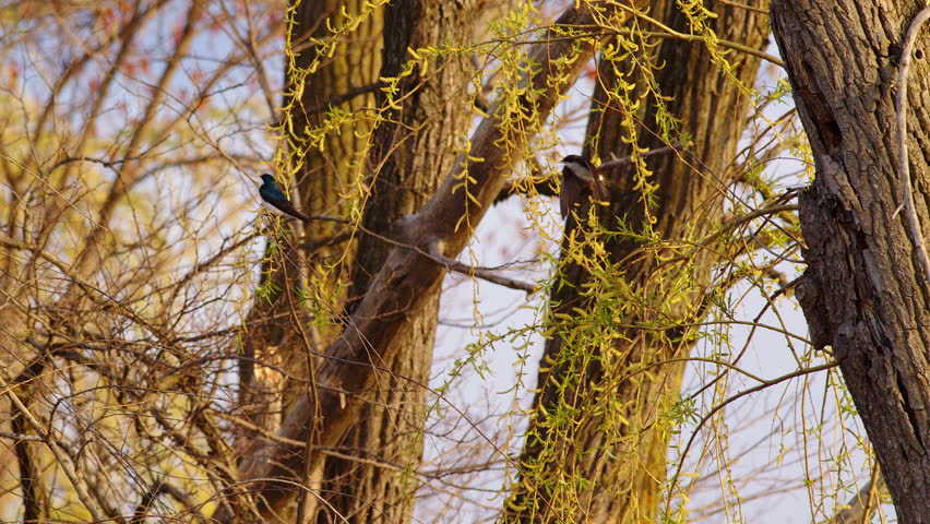 A poetic take on purple martin mating flight, in soft slow motion.