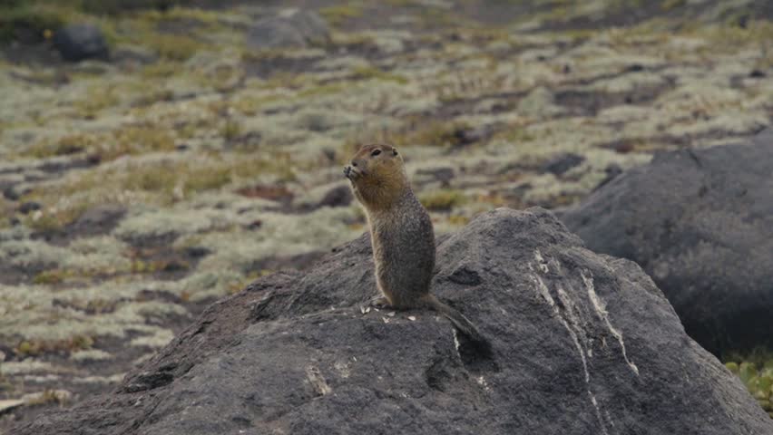 Arctic ground squirrel eating seeds on a summer day in Kamchatka