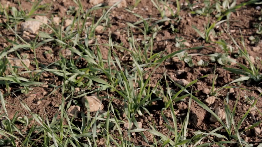 Pan over young wheat plants