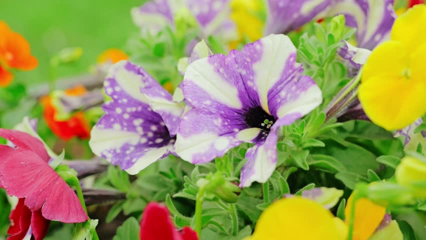 Purple and yellow mini flowers in vivid garden captured in gentle slow motion