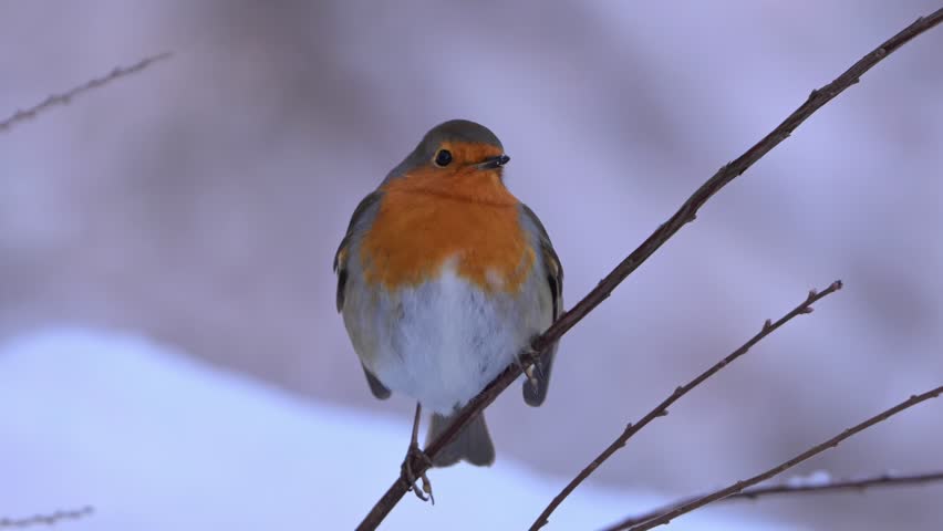 European robin sits fluffed up on branch with red chest, breathing fast to stay warm in cold