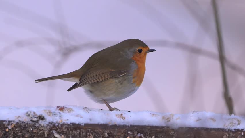 European robin walks right along snowy fence eating birdseeds, handheld closeup in cold winter