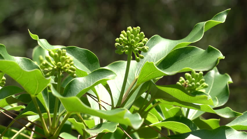 Male flower Buds of evergreen tree - Dendropanax trifidus - are going to bloom in Fukuoka city, JAPAN. without sounds