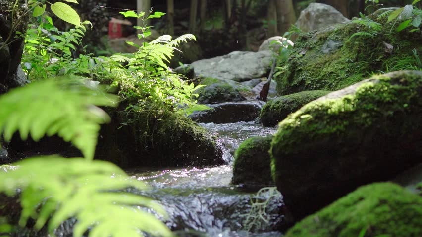 Cristal Clear Water Spring Flowing over green Moss covered Stones in a Forest 