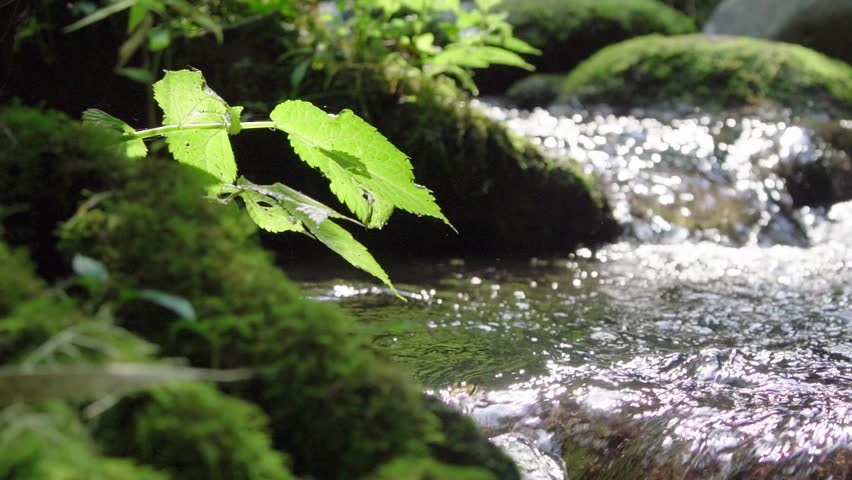 Cristal Clear Water Spring Flowing over green Moss covered Stones in a Forest 