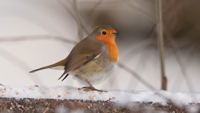 European robin sits on snowy fence with seeds as snow falls gently, then jumps off in slow motion