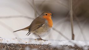 European robin sits on snowy fence with seeds as snow falls gently, then jumps off in slow motion - Powered by Shutterstock - Get 15% off with code: PIKWIZARD15