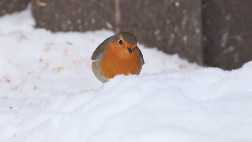 European robin eagerly eats seeds from snowy ground in winter, handheld closeup in cold weather
