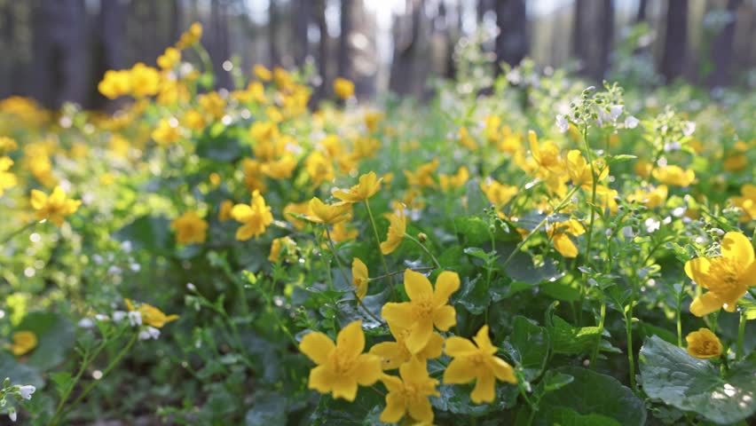 Magical spring forest with white and yellow flowers. Colorful wildflowers bloom in serene forest during early morning light. Warm morning sun rays break through the trees