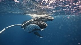 Underwater humpback mother whale swimming very close to camera together with newborn calf. Baby whale playing swimming. Tender moment of new family. Amazing wildlife marine nature animals shot. - Powered by Shutterstock - Get 15% off with code: PIKWIZARD15