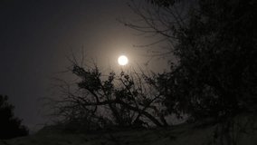 Full moon and silhouette of tree branches at night. Scary forest. Halloween concept - Powered by Shutterstock - Get 15% off with code: PIKWIZARD15