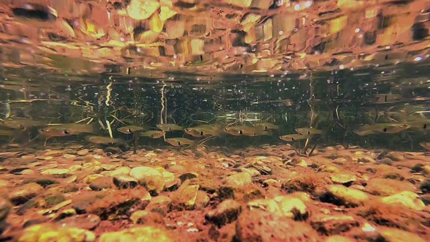 The eastern mosquitofish – Gambusia holbrooki – is among the world’s 100 worst invasive species. Strictly prohibited in the EU: import, breeding, transport, sale, or release. Check my portfolio for mo