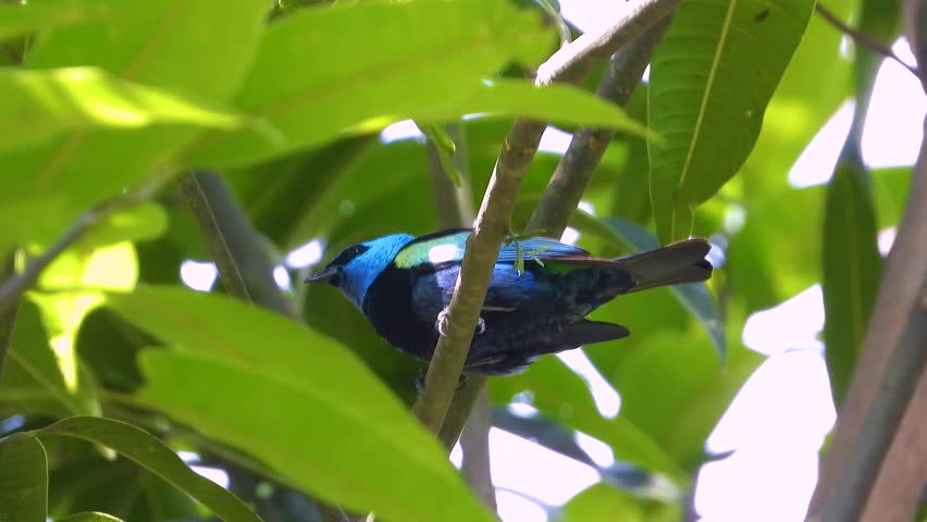 Blue-necked Tanager exotic bird tropical forest rainforest habitat South America native wildlife