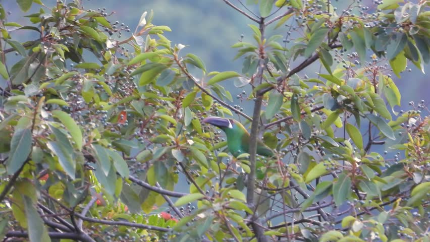 A close-up shot of a Crimson-Rumped Toucanet perched among tree branches, showcasing its vibrant plumage.