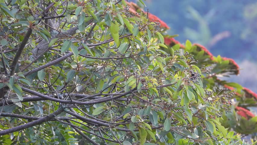 Emerald toucanet exotic bird spotting South America tropical forest nature outdoor