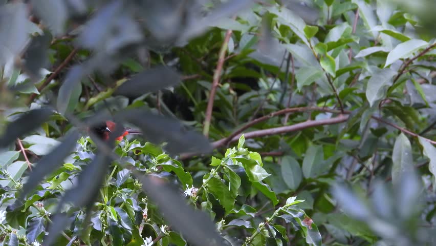 Crimson-backed Tanager bird wildlife spotting in the wild tropical forest South America native