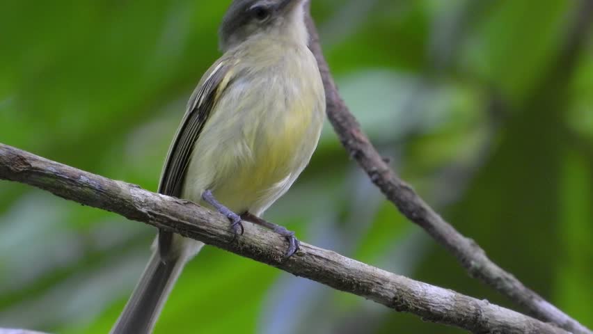 Eastern Phoebe bird standing on a branch surrounded by lush greenery in the woods.