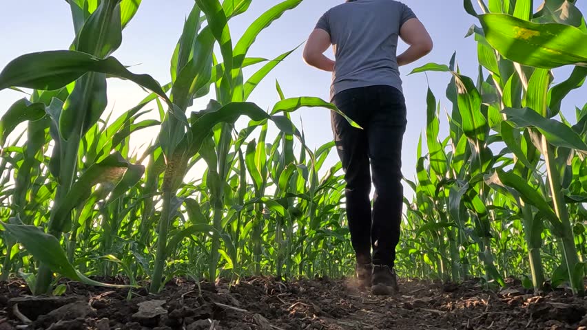 Agronomist farmer walking in corn field at sunset, low angle view. Farm worker in maize plantation controlling and analyzing corn crop in agricultural field, slow motion