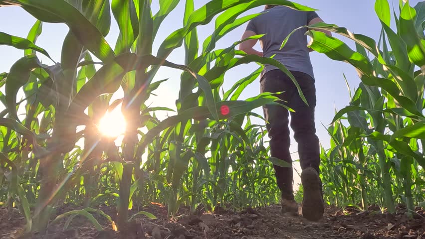 Agronomist farmer walking in corn field at sunset, low angle view. Farm worker in maize plantation controlling and analyzing corn crop in agricultural field, slow motion