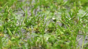 It is Raining on Green Meadow with Daisy Flower, Refreshing Rain Spring Nature - Powered by Shutterstock - Get 15% off with code: PIKWIZARD15