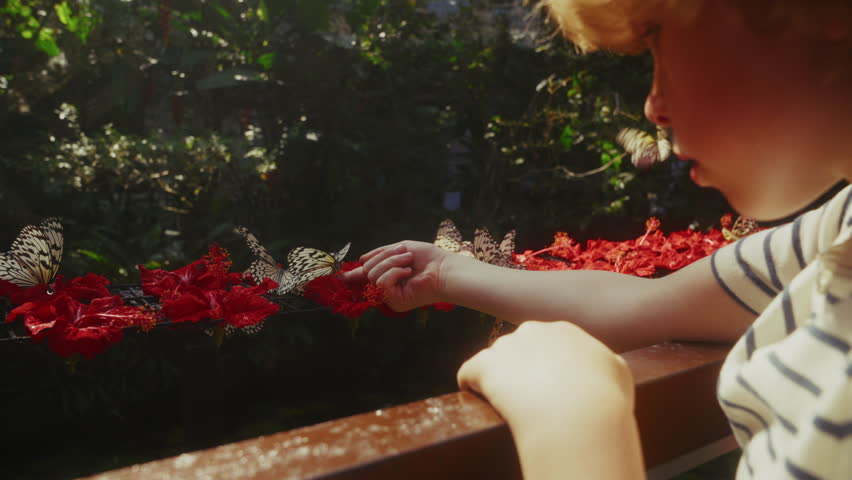 A gentle kid carefully holding a delicate tree nymph butterfly amidst vibrant red hibiscus flowers in a lush garden, capturing a magical moment of nature and innocence