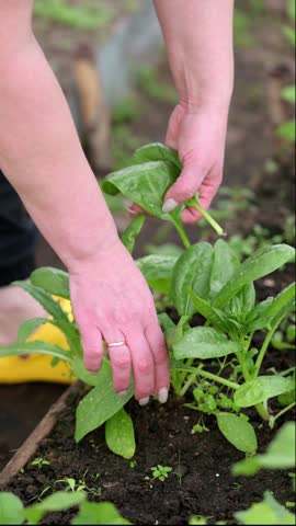 Hands Harvesting Spinach Leaves in Garden Bed