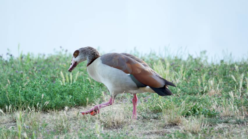 Egyptian goose walking across a meadow. An Egyptian goose with colorful plumage strolls leisurely across a green meadow. The scene depicts nature observation in an urban environment.
