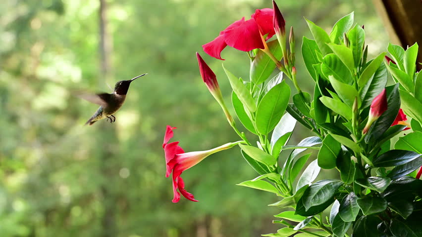 Male Ruby-throated Hummingbird approaches Brazilian jasmine flowers at a home in the North Carolina Piedmont in summers, slow motion.