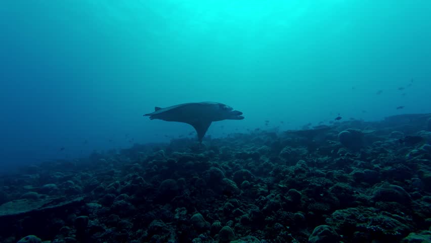 A graceful manta ray sweeps silently above the vibrant coral gardens of Ari Atoll in the Maldives.