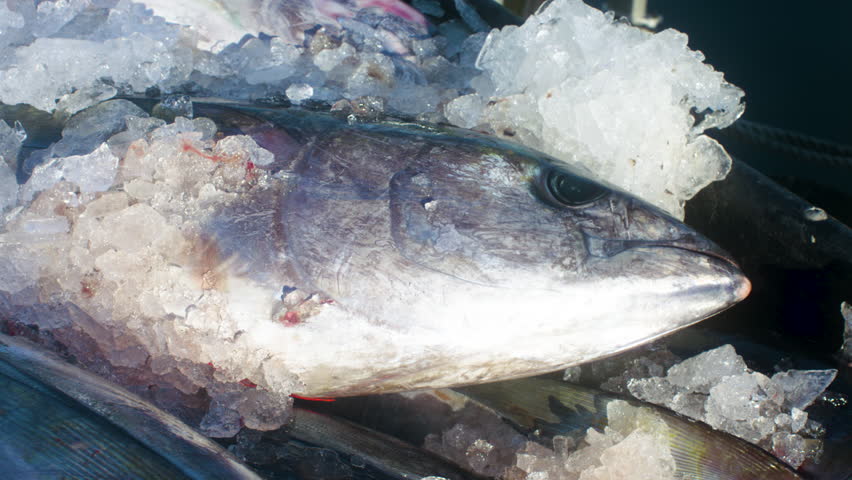 Tuna fish on ice, fisherd out of waters new Point Pleasant, New Jersey