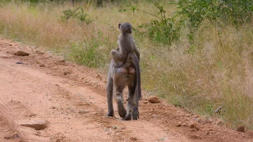 A mother Baboon and her baby in Kruger National Park in South Africa.