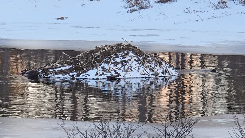 Beaver Habitat in Quebec: Lodge Amidst Snow and Ice on River