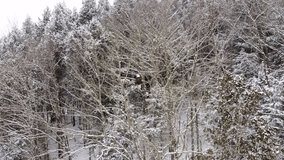A bald eagle rests on a snow-covered evergreen surrounded by leafless trees during gentle snowfall, moments before taking flight in a cold, quiet winter forest. - Powered by Shutterstock - Get 15% off with code: PIKWIZARD15