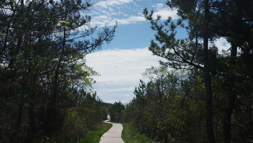 Wooden boardwalk among green trees, Long Beach Island, New Jersey, US.