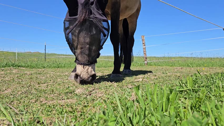 Horse eat green grass and save themselves from insects. Save themselves by insect screen. High quality 4k footage