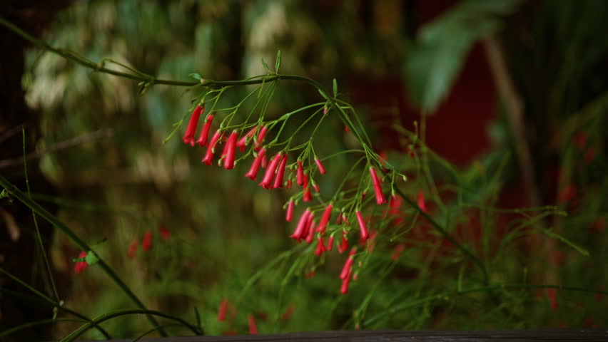 Russelia equisetiformis plant outdoors in spain features vibrant red tubular flowers and green foliage, creating an elegant display with blurred natural background.