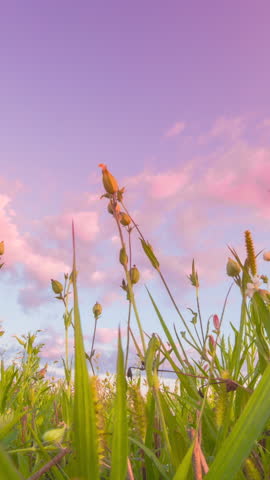 Shutterstock Video