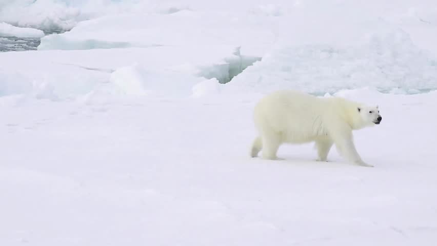 Shutterstock Video