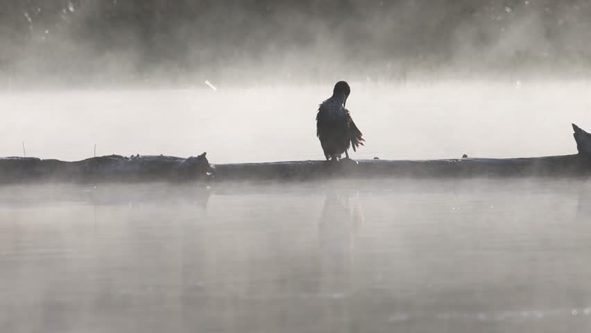 Double-crested cormorant (Phalacrocorax auritus) preens on a log in Antelope Lake in Plumas County, California, surrounded by calm mist and soft morning light