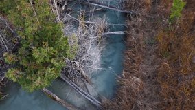 Aerial top-down shot of turquoise stream cutting through forest with fallen trees and debris in the water - Powered by Shutterstock - Get 15% off with code: PIKWIZARD15
