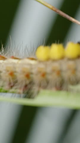 Hairy Caterpillar with Bright Yellow Tufts Crawling on a Blade of Green Grass in Close-Up Macro View with Soft Natural Light and Smooth Background, Side Angle.
