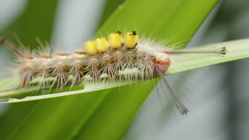 Long Hairy Caterpillar with Yellow Bumps Moving Along Leaf Edge in Macro Focused Side Shot under Natural Light with Soft Green Backdrop.