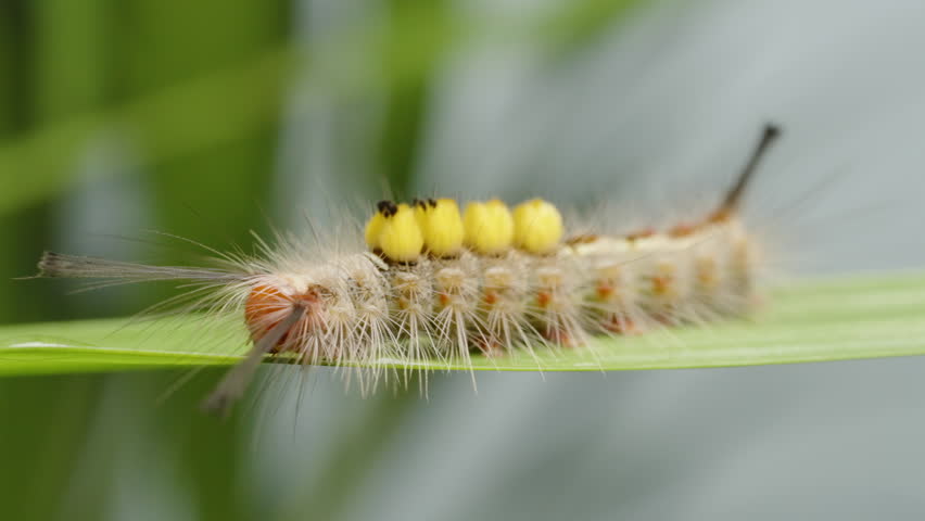 Hairy Caterpillar with Bright Yellow Tufts Pooping While Crawling on a Green Leaf in Macro Close-Up with Soft Background and Side Angle in Natural Daylight.