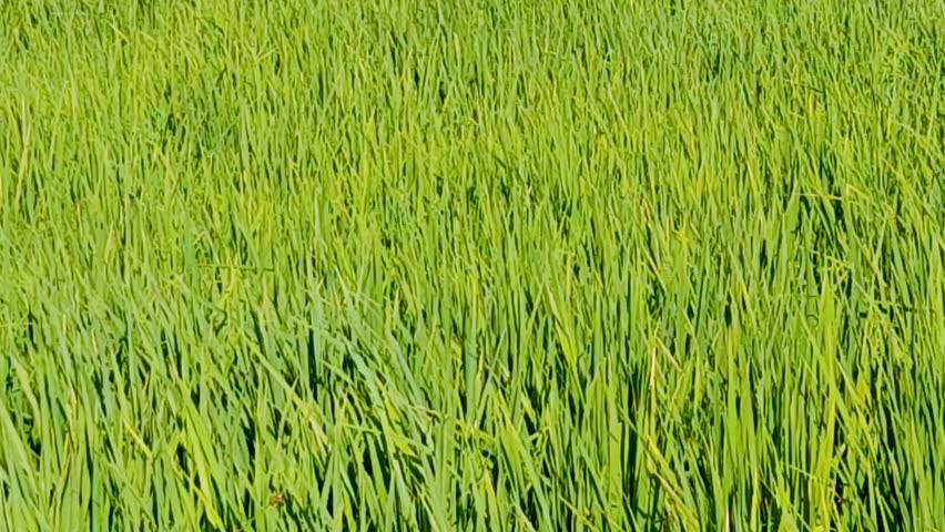 video of green rice plants and not yet producing rice grains swaying in the wind in a farmland