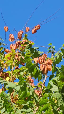 Koelreuteria paniculata seeds brown seeds and green leaves. Homeland - East Asia. Golden shower, pride of India, Chinese tree and lacquer tree.
