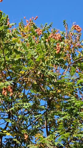 Koelreuteria paniculata seeds brown seeds and green leaves. Homeland - East Asia. Golden shower, pride of India, Chinese tree and lacquer tree.
